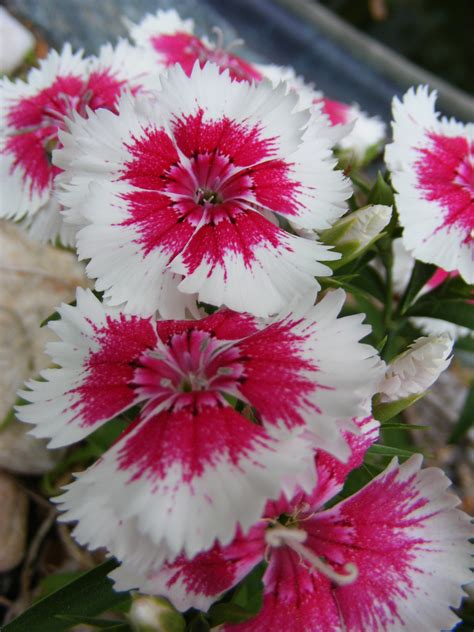 Dianthus Garden Seeds And Plants Wiki