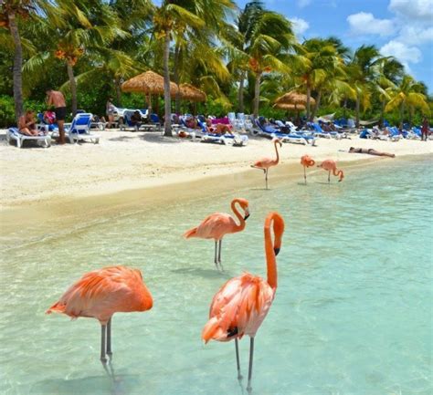 Flamingo Beach In Aruba Flamingo Beach Flamingo State Birds