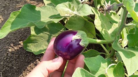 New Agriculture Technology For Brinjal Farmingbrinjal Farming In India