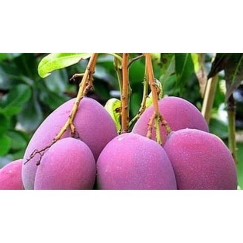 Jual Bibit Tanaman Buah Mangga Irwin Erwin Mangga Ungu Asli Okulasi