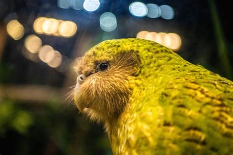 Kākāpō Parrots Are Flightless Adorable And Making A Comeback