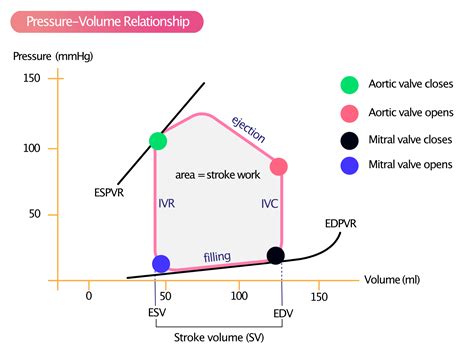 According To Starling S Law As Venous Return Increases End Systolic Volume Increases 