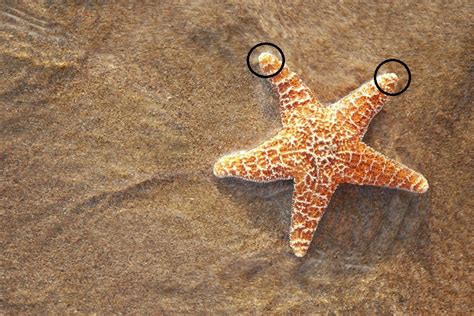 40 Surprising Starfish Facts Serious Facts