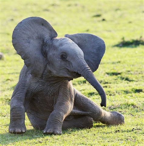 30 Baby Elephants That Will Instantly Make You Smile Baby Animals
