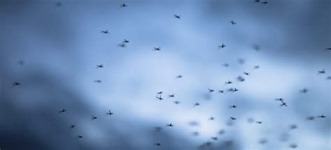 Friendly, reliable service since 1998. Mosquitoes - Pest Control Services | Trust Terminix® | #1 ...