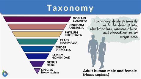 Taxonomy - Definition, Examples, Classification - Biology Online Dictionary