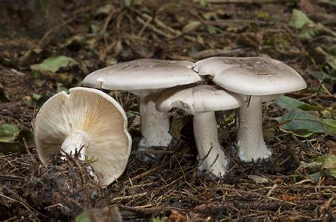 Clitocybe nébuleux photo - image 84073