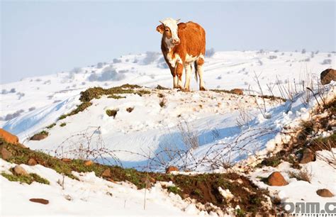 Cow On Snowy Golan Heights Israel Defence Forces Golan Heights Isreal