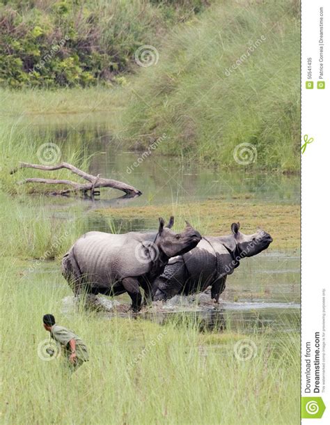 A Greater One Horned Rhinoceros Grazing At Chitwan National Park In