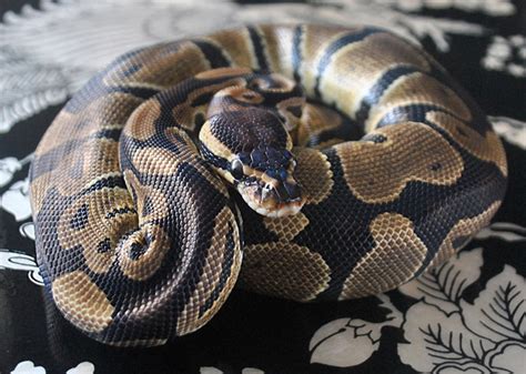 Pet Snakes For Sale In Vancouver Gemini Pythons