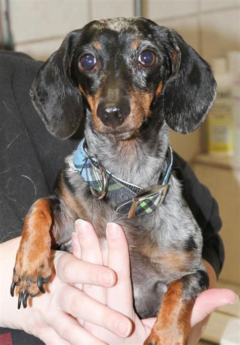 55 Rescue Dachshund For Adoption Photo Bleumoonproductions