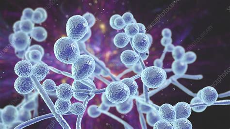 Candida Fungi Illustration Stock Image F0311120 Science Photo