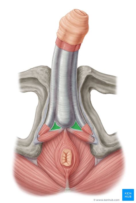 I've started to see that my balls are quite sweaty. Perineal region: Anatomy, definition, diagram | Kenhub