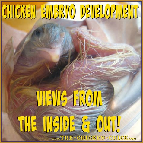 By community chickens on february 15, 2021 visit community's website. Chicken Embryo Development, views from the Inside AND Out ...