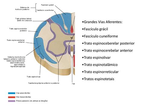 Resumo Sobre A Anatomia Da Medula Espinhal Sanar Medi