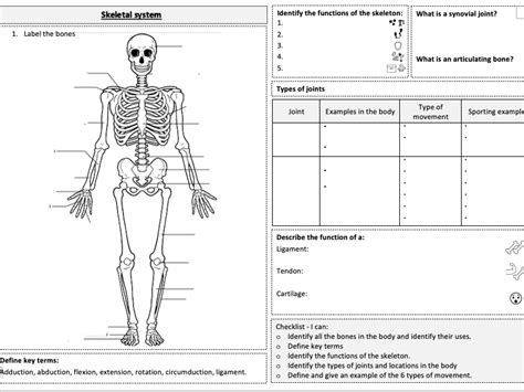Ocr Gcse Pe Paper 1 Revision Skeletal System Teaching Resources