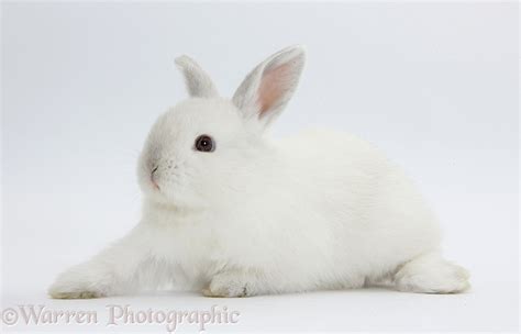 Young White Rabbit Photo Wp32324