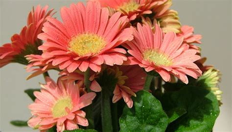 Varieties Of Gerber Daisy Garden Guides