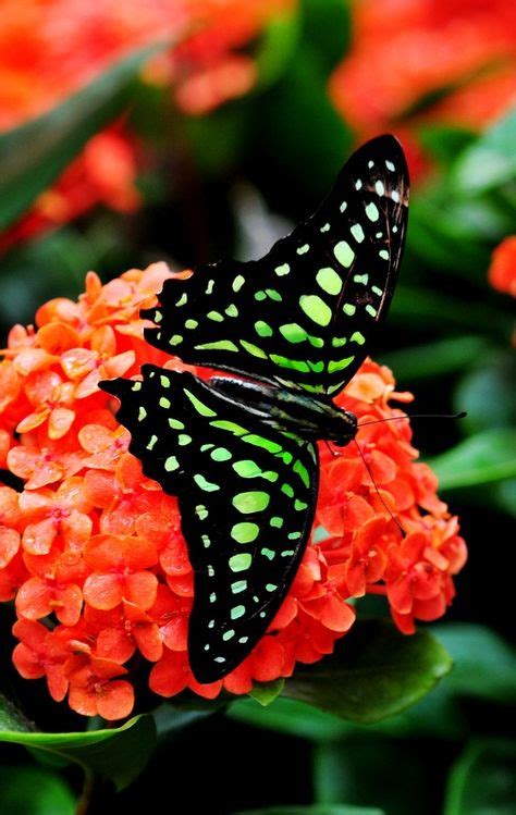 80 Beautiful Butterflies Ideas Beautiful Butterflies Beautiful