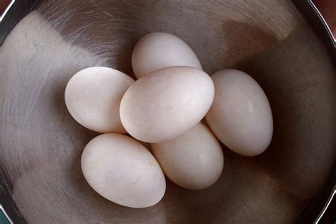 Duck Eggs Harmony Acres