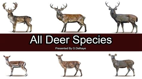 Types Of Deer
