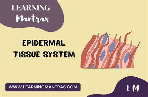 Epidermal Tissue System Class 11 Chapter 6 Short Notes Series