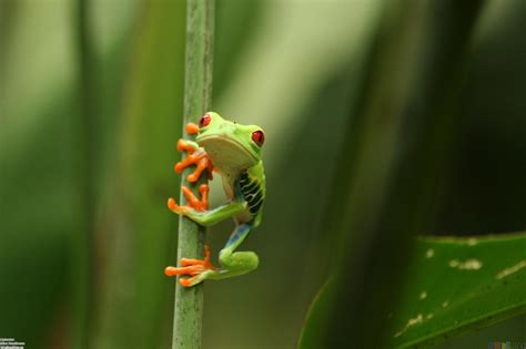 See more ideas about frog wallpaper, frog, cute frogs. Funny Frog Wallpapers - Wallpaper Cave