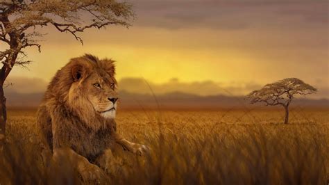 Download Lion African Savannah Uhd 4k Wallpaper By Brianmanning