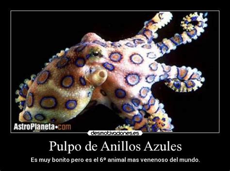 We did not find results for: Pulpo de Anillos Azules | Desmotivaciones