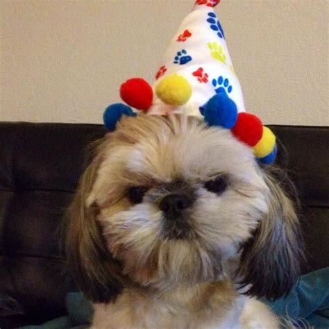 Paw Print Birthday Dog Hat Baxterboo
