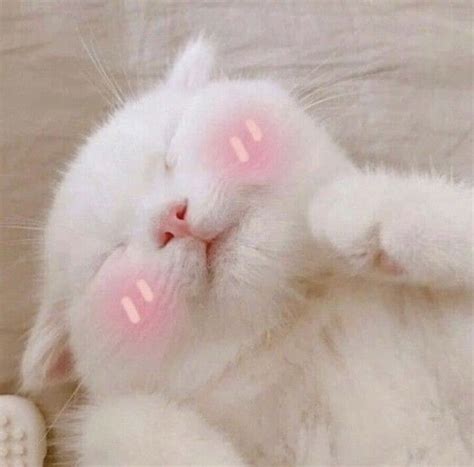 White Kawaii Blushing Kitten In 2020 Cute Cat Memes Cute Baby Cats