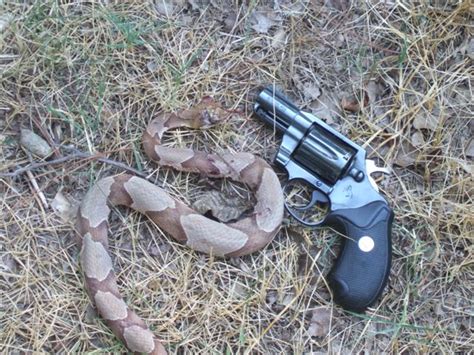 The Best Way To Shoot A Snake The Truth About Guns