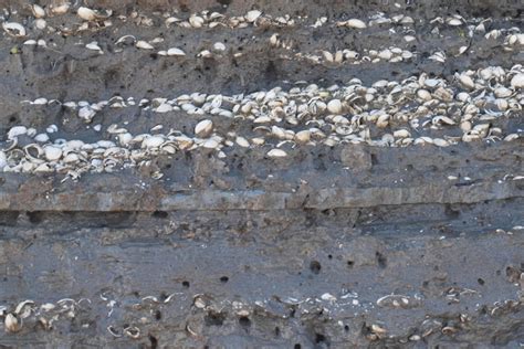 Fossils In Sedimentary Rock — Science Learning Hub