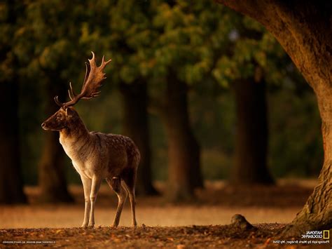 Deer Trees Blurred Depth Of Field Fall Animals Horns National