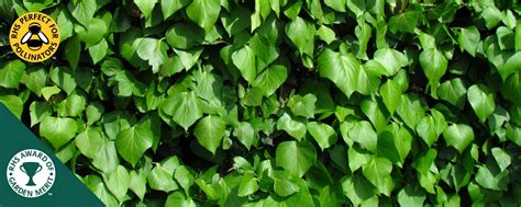 Ivy Ground Cover Hopes Grove Nurseries