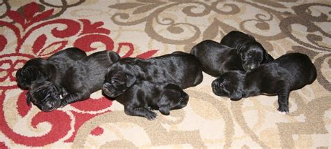 Tienda online oficial de hush puppies perú. Puppies - Shininger Great Danes
