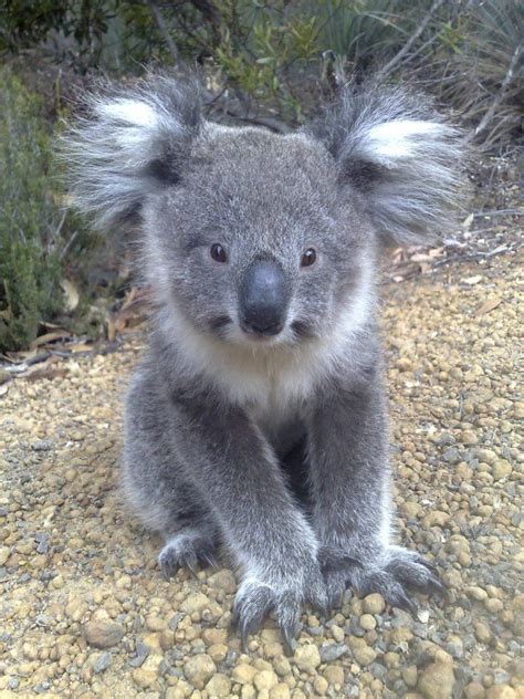 Love Koala Face Animals And Pets Funny Animals Wild Animals Funny