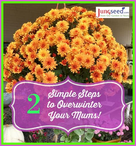 2 Steps To Overwinter Hardy Mums