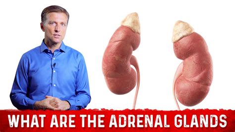 What Are The Adrenal Glands Effects Of Cortisol And Adrenal Hormones