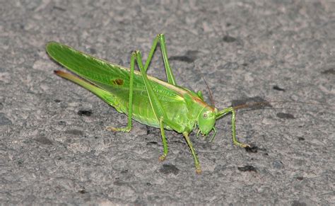 Crickets are orthopteran insects which are related to bush crickets, and, more distantly, to grasshoppers. Free photo: Green Cricket - Bug, Cricket, Green - Free ...