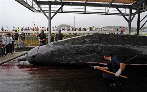 Japan Poised To Resume Commercial Whaling After 30 Year Hiatus News