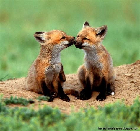 Cute Animals In Love Amazing Wallpapers