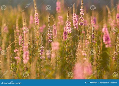Field Of Pink Wildflowers On Green Grass At Summer Sunset Stock Photo