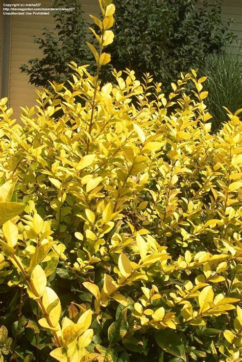 Plantfiles Pictures Golden Privet Aureum Ligustrum Ovalifolium By