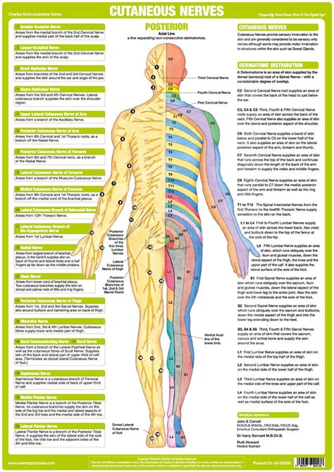 Using the international anatomical terminology. Cutaneous Nerves Anatomy Chart - Posterior - Chartex Ltd