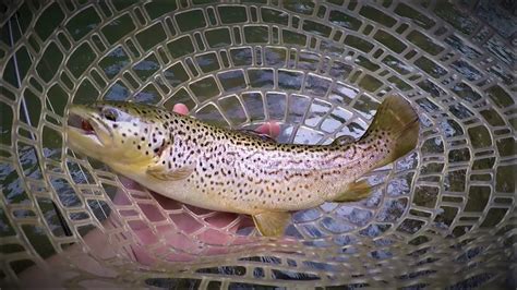 Fly Fishing Pa Native Brown Trout June Youtube