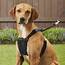Sporn Non Pull Mesh Dog Harness Black Large/X Large  Chewycom