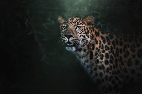 Wild Jaguar Wallpaperhd Animals Wallpapers4k Wallpapersimages