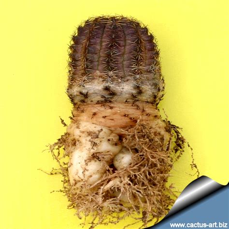 If you own a cactus, then you'll be keen to know how fast it will grow and how large it will get with time. Rebutia colorea