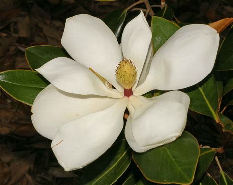 Semis De Magnolia Les Jardins De Gaïa